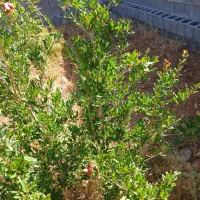 فروش زمین باغی ۱۰۴۰ متری شیراز روستای آب پرده|فروش زمین و ملک کلنگی|شیراز, کودیان|دیوار
