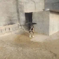 واگذاری سگ باغ