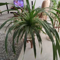 گل طبیعی همراه با گلدان|گل و گیاه طبیعی|بندرعباس, |دیوار