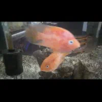 فروش ماهی مانستر و اکواریوم درجه 1|ماهی|ساری, |دیوار