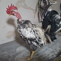 خروسای گلین گردن لخت