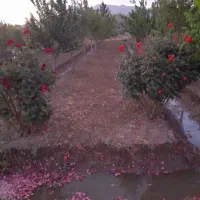 معاوضه باغ میوه ۴ساله در بهترین لوکیشن گلپایگان|فروش زمین و ملک کلنگی|گلپایگان, |دیوار