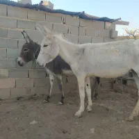 دو عدد الاغ ماده ، گله ای ، باری|حیوانات مزرعه|شیراز, داریون|دیوار