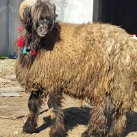 قوچ بره قوچی