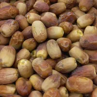 قصب درجه یک