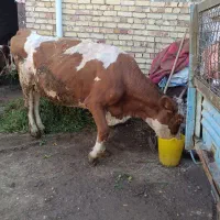 دو عدد گاو و گوساله گوشتی