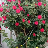 خانه ویلا|فروش خانه و ویلا|چناران, |دیوار