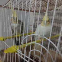 عروس هلندی