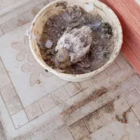 کبوتر|پرنده|کاشمر, |دیوار