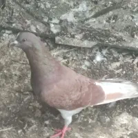 کبوتر نر قرمز