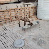 کهره پاکستانی جوان ۳زه