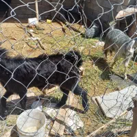 یک عدد پازن درجه یک چاق چاق