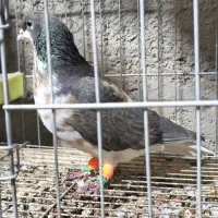 شهری . چپ قهوه‌ای گلدار گل زرد|پرنده|سپیدان, |دیوار