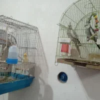 عروس هلندی|پرنده|پیرانشهر, |دیوار