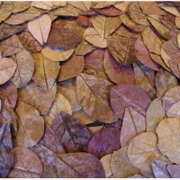 برگ کاتاپا جادویی|گل و گیاه طبیعی|شیراز, وصال|دیوار