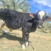 گوساله نر|حیوانات مزرعه|سراوان, |دیوار