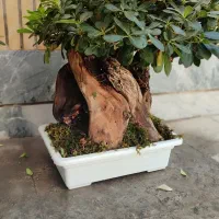 شبه بنسای خاص و‌تک|گل و گیاه طبیعی|کرج, گوهردشت|دیوار