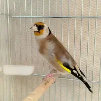 سهره مست جفتی