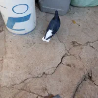 دو تا کبوتر درجه یک ماده