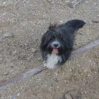 سگ پاپی شیتزو