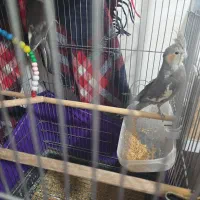 عروس هلندی|پرنده|اسلامشهر, مطهری|دیوار