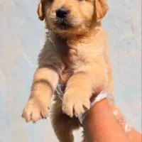سگ گلدن رتریور پوزه مکعبی golden|سگ|تهران, الهیه|دیوار