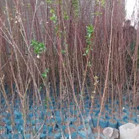 نهالستان ایران نهال|خدمات باغبانی و درختکاری|میاندوآب, |دیوار