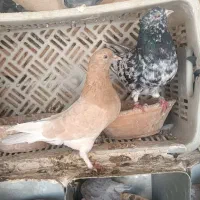 کبوتر خوب|پرنده|قم, لسانی|دیوار