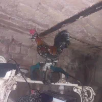 تخم یوسل وخروس تزیینی|حیوانات مزرعه|قم, بیانی|دیوار