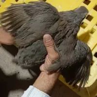 فروش تعداد زیادی پرنده پرورشی ماده جوان