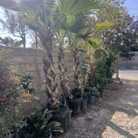 پالم واشینگتن، یاس هلندی، نهال میوه|گل و گیاه طبیعی|شهریار, کردزار|دیوار