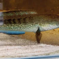 ماهی چانا استیوارتی|ماهی|شهرکرد, |دیوار