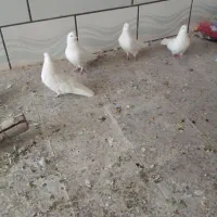 کبوتر تهرونی|پرنده|خمینی‌شهر, |دیوار