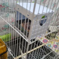 عروس هلندی|پرنده|شهریار, شهریار|دیوار