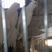 جفت آلبینو درجه ۱