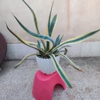 چند عدد آگاو آمریکای