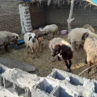 اهواز مسیر حمیدیه|حیوانات مزرعه|اهواز, عین ۲|دیوار