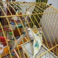 جفت مرغ عشق