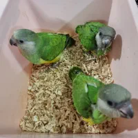 جوجه طوطی سنگال سرلاکی(شهرقم)