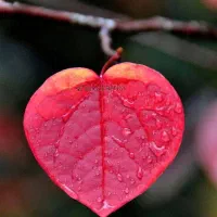 مریض است کسی  م   ل   میشناسه