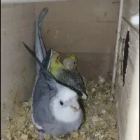 طوطی عروس هلندی رام و مولد|پرنده|ایلام, |دیوار