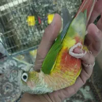 گرینچیک