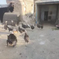 بوقلمون