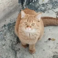 گربه پیدا شده