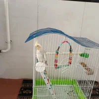 عروس هلندی|پرنده|سنندج, |دیوار