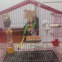 عروس هلندی سخنگو