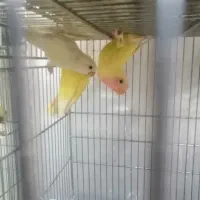 کوتوله برزیلی