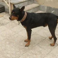 سگ دوبرمن نر|سگ|فردیس, داوری|دیوار