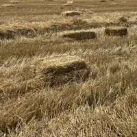 فروش کاه وکلش