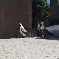 کفتر عطیقه
